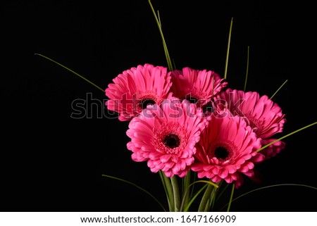 Stock photo: Gerbera Flowers