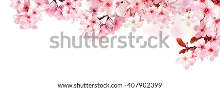White Cherry Blossom Foto stock © Smileus