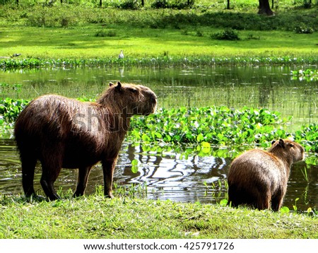 Stock photo: Capybara In The Swamp