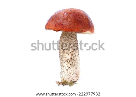 Zdjęcia stock: Big Leccinum Mushroom Grows