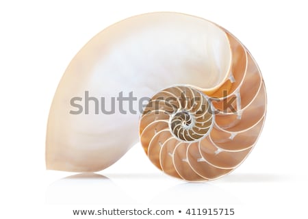 Stok fotoğraf: Isolated Nautilus