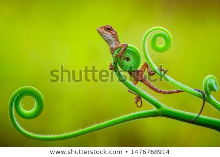 Сток-фото: Lizard On A Branch
