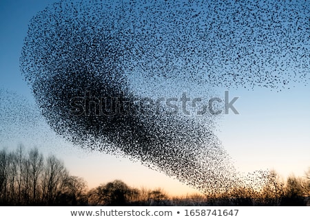 Stockfoto: Starling