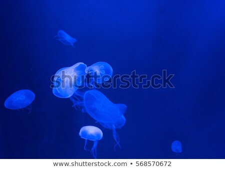 Stock photo: I Love Seafood - Space For Your Text