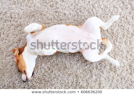Foto stock: Dog Laying Upside Down