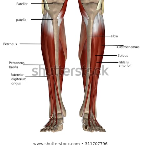 Stock foto: 3d Rendered Illustration - Lower Leg Muscles