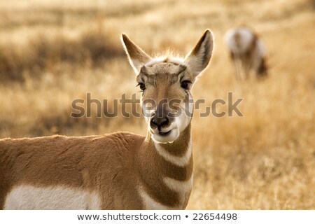ストックフォト: Pronghorn Antelope Grazing National Bison Range Charlo Montana