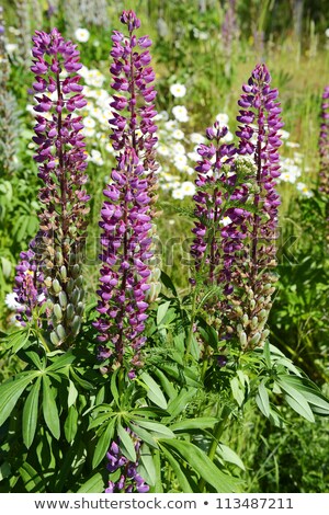 Foto stock: Colorful Wild Lupin Flowers Lupinus Spp