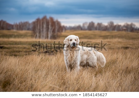 Stock fotó: Black Labrador Retriever Dog Portrait On White Background