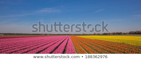 Stock photo: Panorama Of A Field Of Tulips In Pink Orange And Yellow