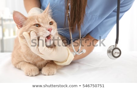 ストックフォト: Veterinarian Examination Tooth Of Cat