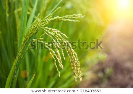 Foto stock: Rice Crop Growing On Plantation Agriculture Background Of Field