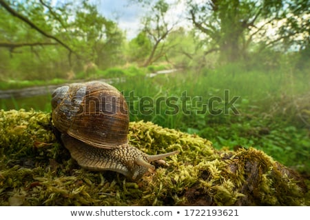 [[stock_photo]]: Garden Snail In The Natural Habitat