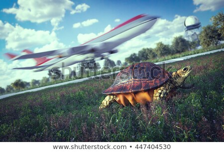 Whos Faster Airplane And Running Turtle Travel Technology Concept Foto stock © denisgo