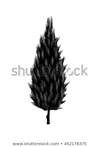 Foto stock: Cypress Drawing Tree On White Bacground Black Silhouette Wood Graphic Arts
