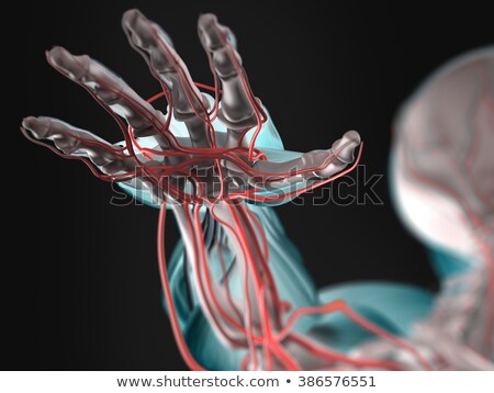 Stock photo: A The Human Vascular System