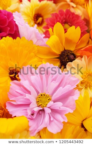 Stock photo: Pale Pink Cosmos Flower With Yellow Calendulas And Rudbeckias