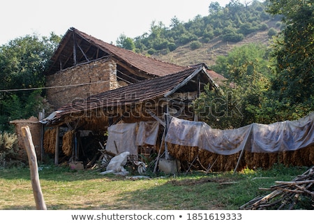 Stockfoto: Traditional Tobacco Drying In Tent