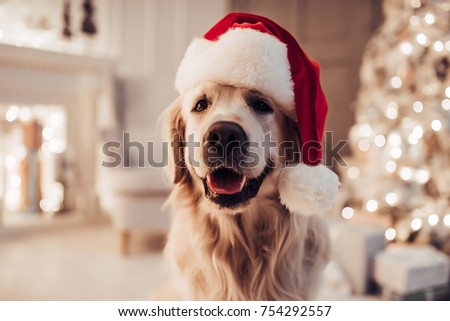 [[stock_photo]]: Christmas Dog And Santa Claus