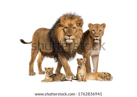 Stok fotoğraf: Wild Cats Lions Family