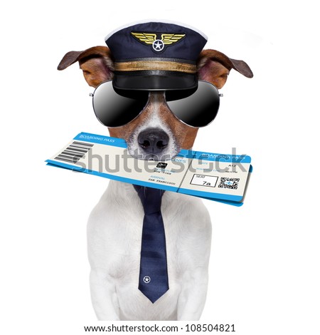 Stok fotoğraf: Captain Cockpit Airline Dog
