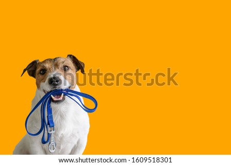 Stock photo: Leash Dog Ready For A Walk