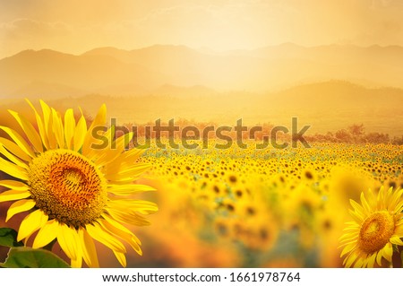 Foto d'archivio: Beautiful Sunflower In The Field
