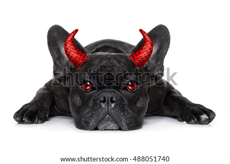 Сток-фото: Halloween Devil Dog Isolated On Black