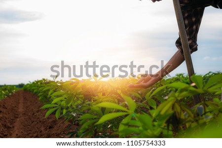 Stockfoto: Productive Work At Vegetable Garden