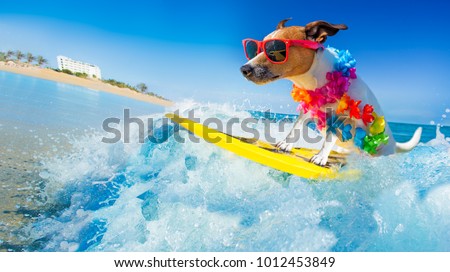 Stock photo: Dog On Beach On Summer Vacation Holidays
