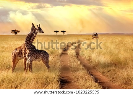 Foto stock: African Safari