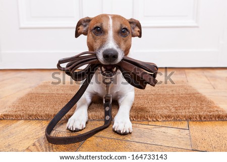 Stock foto: Dog With Leash Waiting For A Walk