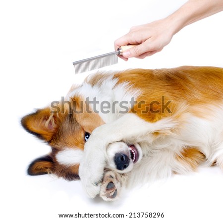 Stock fotó: Funny Dog Showing Fear Of Grooming