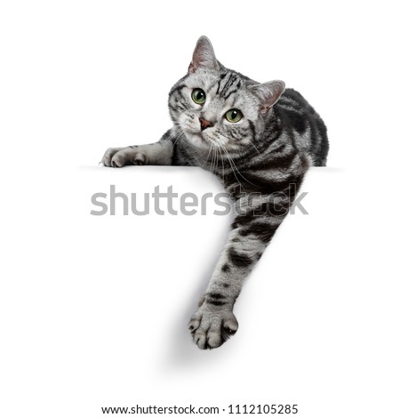 Stockfoto: Silver Tabby Blotched British Shorthair Cat On Black