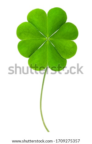 Foto d'archivio: 4 Leaf Clover Forest