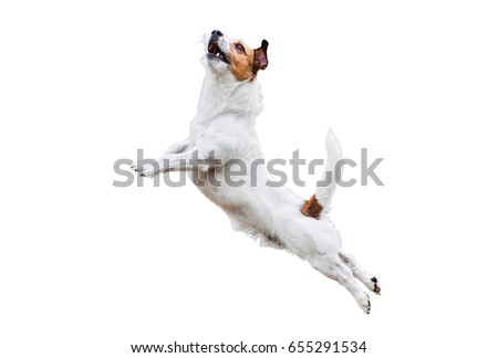 Stock foto: Dog Jumping