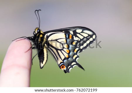 Life At Your Fingertips Anise Swallowtail Butterfly Foto stock © yhelfman