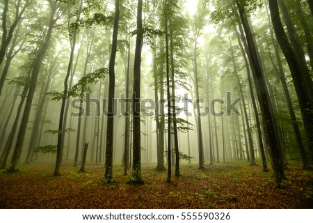 Foto stock: Mystery Woods As Wilderness Landscape Amazing Trees In Green Forest Nature And Environment