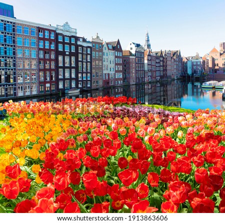 Dutch Tulips Stock foto © Neirfy