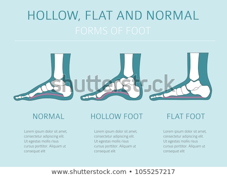 Stockfoto: Foot Anatomy Flat Icon