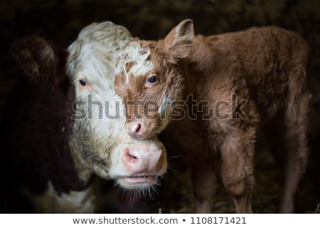 Stock fotó: Calf On The Farm