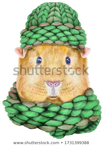 Zdjęcia stock: Watercolor Portrait Of Self Guinea Pig Pig In A Knitted Hat And Scarf On White Background