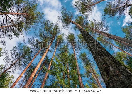 [[stock_photo]]: Spring Tree Crowns On Deep Blue Sky