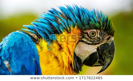 Stok fotoğraf: Blue And Yellow Macaw