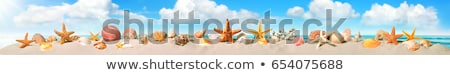 Foto stock: Shell On A Sandy Beach