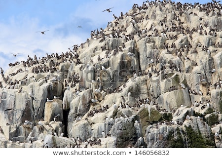 [[stock_photo]]: Olonie · d'oiseaux · nichant · sur · Rock