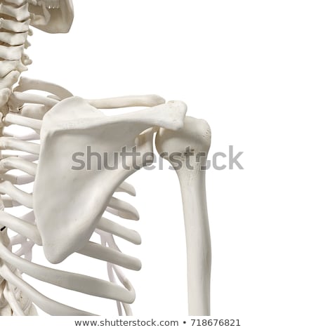 Stockfoto: Bones Of The Shoulder