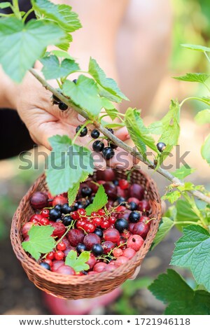 Stockfoto: Woman With Basket Tasting Gooseberries