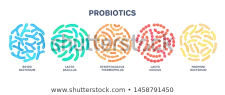 Zdjęcia stock: Probiotics Lactic Acid Bacterium Bifidobacterium Lactobacillus Microbiome Microbiota