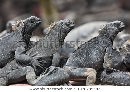 ストックフォト: Galapagos Marine Iguana - Iguanas Warming In The Sun On Fernandina Island